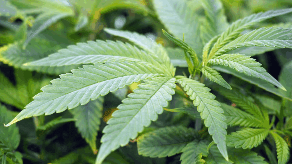NACOC warns illegal cannabis farms face sanctions