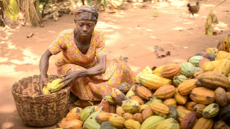 COCOBOD model is outdated and limiting Ghana’s cocoa economy – Cocoa Farmers Association