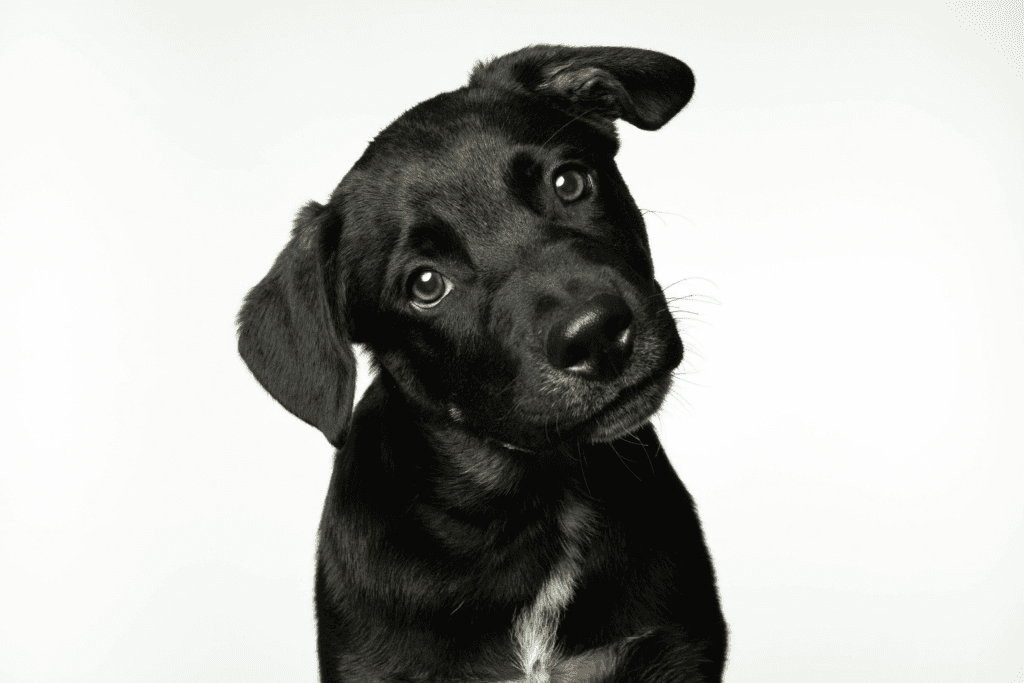 We should smile at our dogs – a new scientific study reveals why