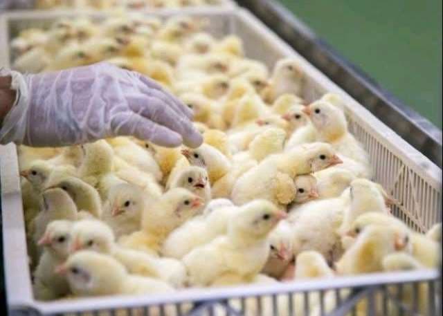 Nkoko Nkitinkiti  alone cannot transform poultry sector without fixing feed challenges — Farmers