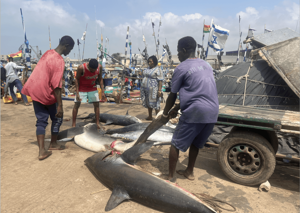 The fish on your plate: does anyone know where it comes from?