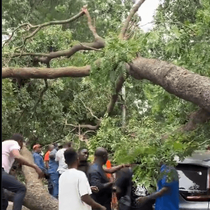 Fallen tree blocks 37 Hospital road as NADMO responds to affected vehicles