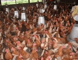 Nkokɔ Nkitinkiti: Gov’t begins procuring birds to support MPs in poultry farming – Agric Minister