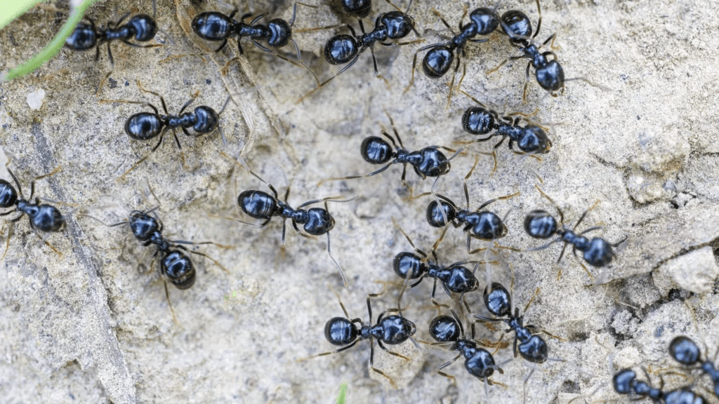 Michelin-starred restaurateur faces jail for using ants as dessert garnish