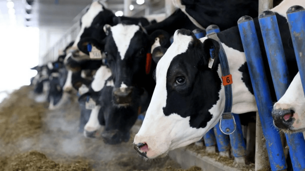 Canada’s ‘powerful’ dairy sector is in Trump’s trade crosshairs