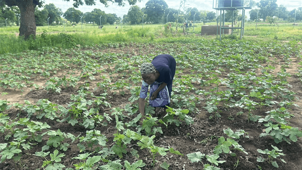 Biochar revolution gives Upper East women farmers hope amid fertiliser price hikes