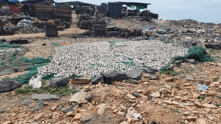 FDA cracks down on unsafe fish processing in joint operation at Tema Newtown