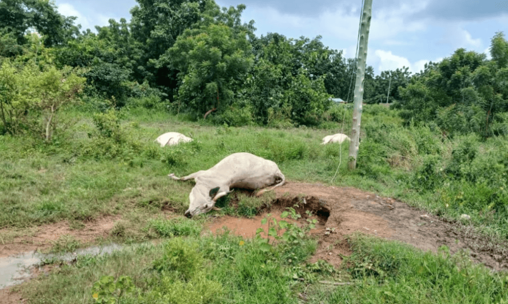 Fallen live electricity cable kills over 10 cattle in Krachu East