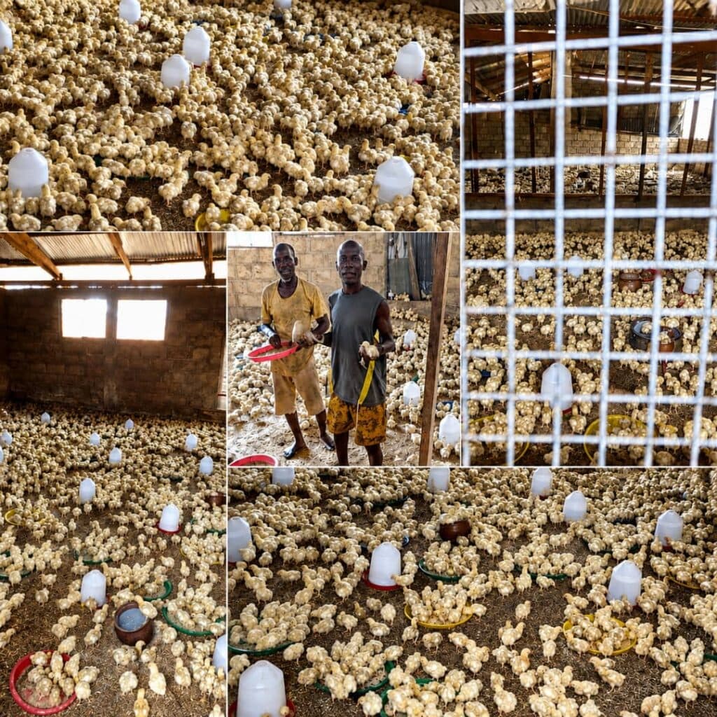 Farmer appeals for poultry processing plant in Asene Manso Akroso