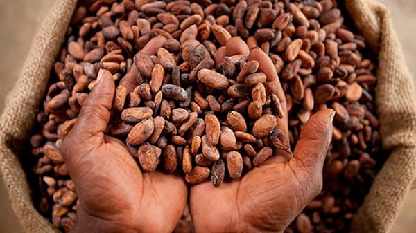 What Mahama’s 10 new laws mean for cocoa farmers, workers, importers and businesses