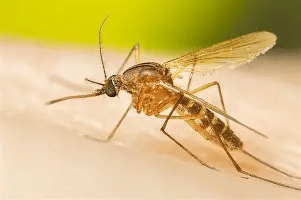 AMMREN calls for renewed investment in science, community action to fight mosquito-borne diseases