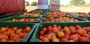 Mahama announces rehabilitation of Pwalugu tomato factory, $5bn boost for agriculture