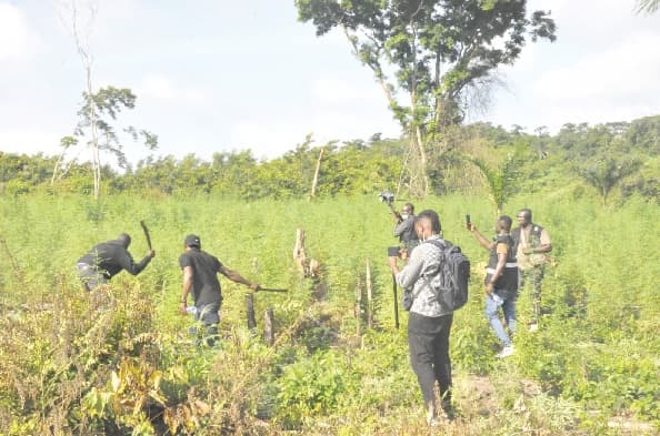 NACOC warns of rising cannabis addiction among children in Volta through toffees, soft drinks
