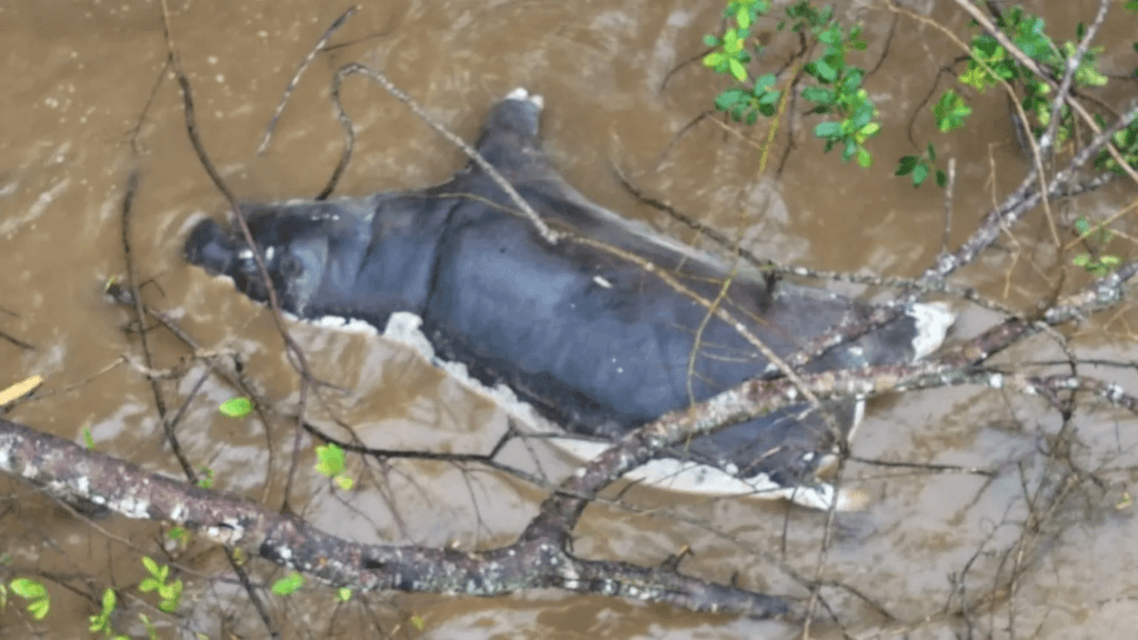 Zambians warned not to eat dead wildlife after anthrax kills dozens of animals