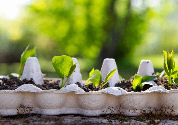 Don’t throw away empty egg cartons — 6 smart ways to reuse them