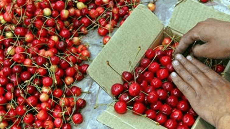 SA cherry farmers expected to benefit from Chinese export deal