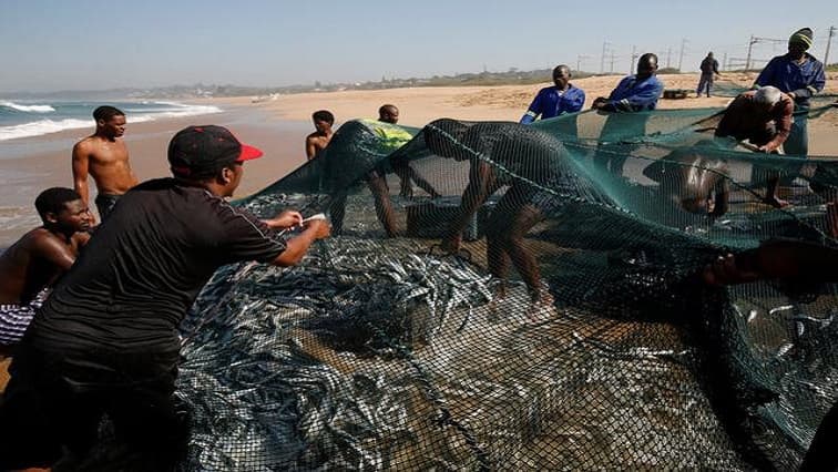 DFFE probes dead sardines along Western Cape coast