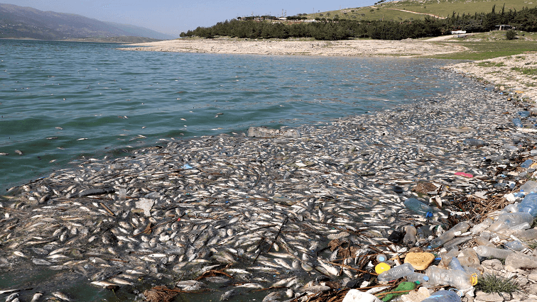 Toxin investigations as dead sardines pile up on Western Cape coast