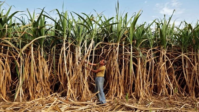 KZN sugarcane farmers welcome recent rains