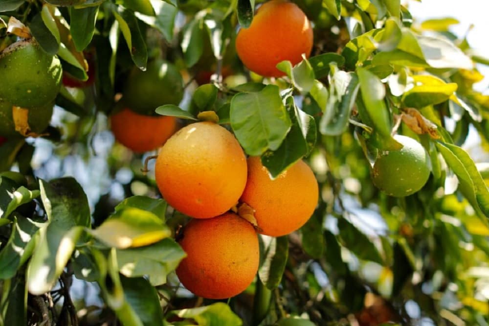 Fruit prices fall as bumper harvests boost supply