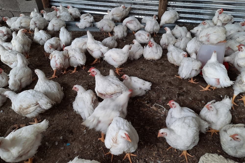 Mpumalanga launches project aimed at assisting emerging farmers