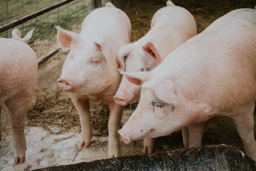 E Cape pig farmers concerned over African swine fever outbreak