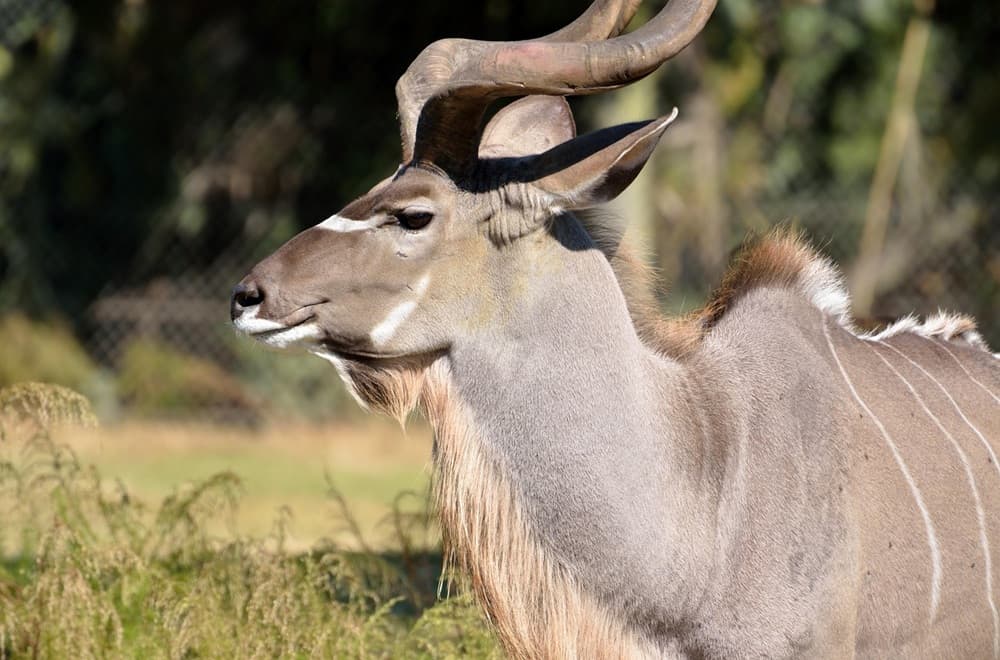 UFS researchers develop DNA-based wildlife monitoring technique