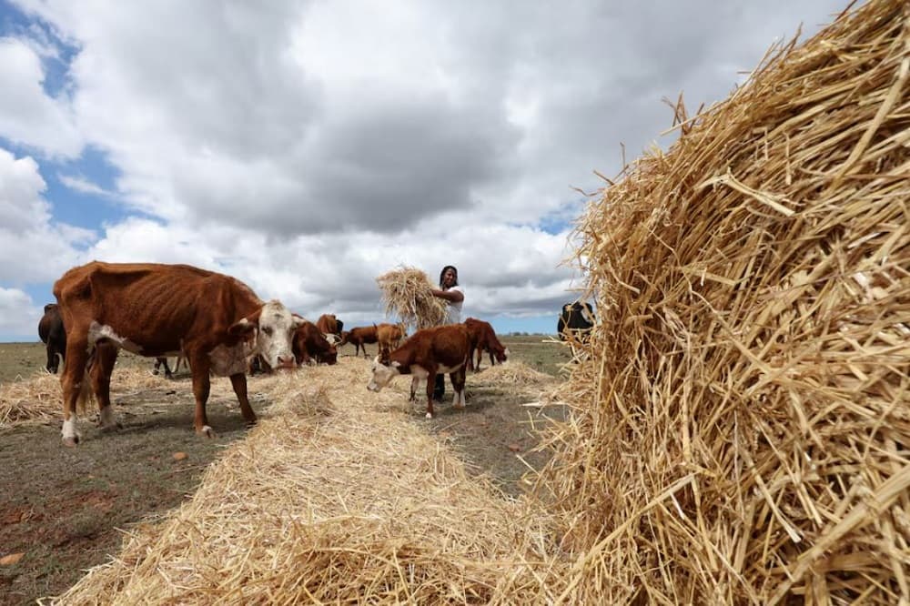 Foot and mouth disease is under control: Aucamp