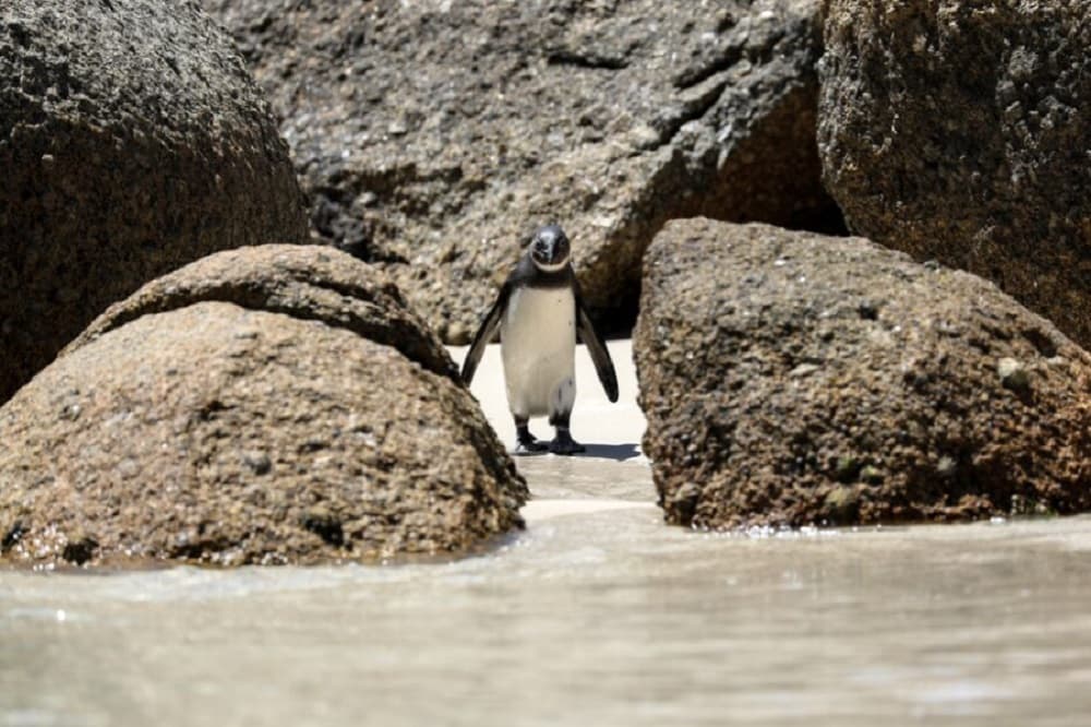 ‘Public urged to act quickly if they see an injured penguin’