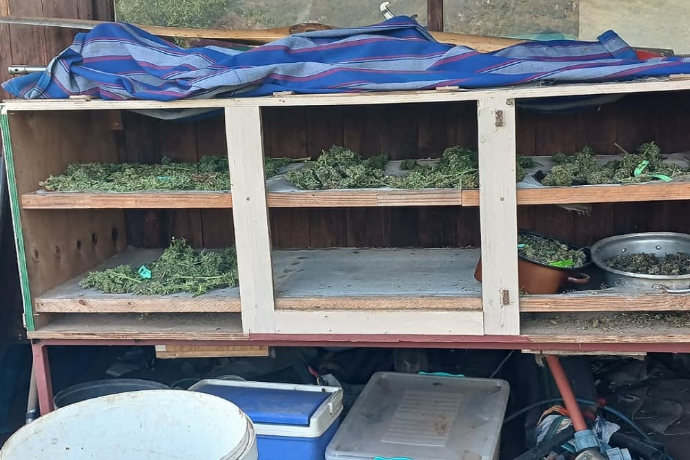 Two people arrested for possession of dagga, firearms in Mpumalanga