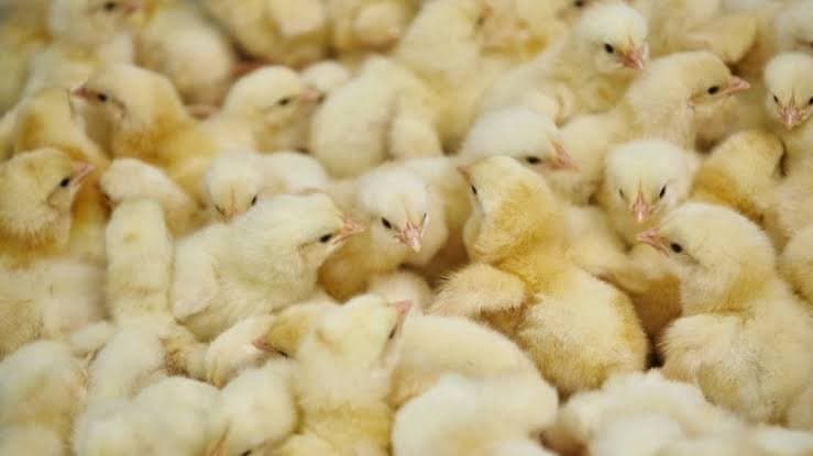 ‘Consume some, but treat Nkoko Nkitinkiti as a business’ – Agriculture Minister to beneficiaries