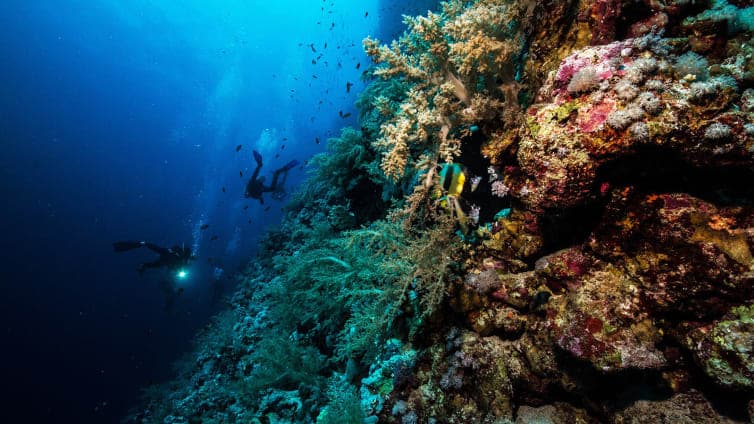 Egypt, UNDP discuss new fund to protect Red Sea coral reefs
