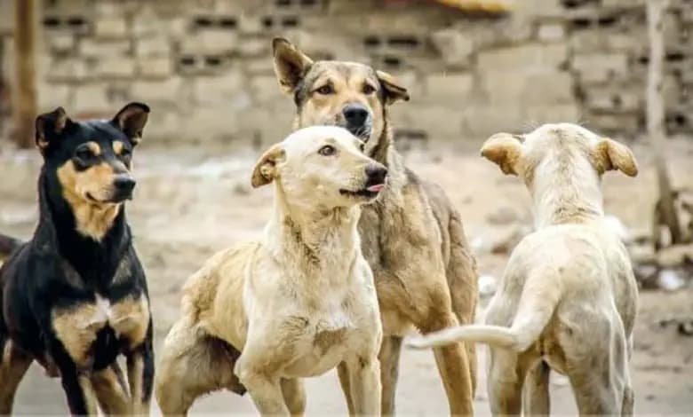 Egypt bans poisoning of street dogs under new national strategy
