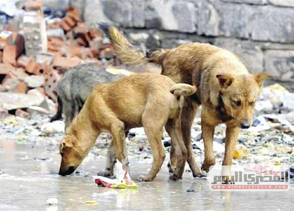 Egypt’s Hurghada allocates LE 23 million to first fully-equipped stray dog shelter