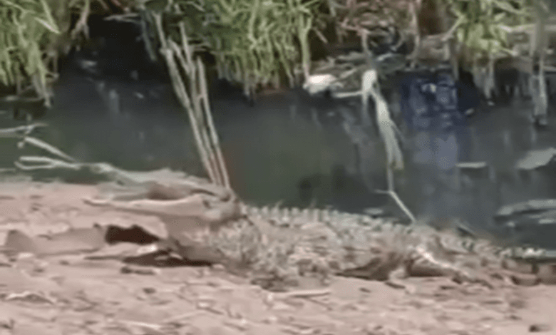 Video: Large crocodile spotted in Egypt’s Sharqiya drainage canal
