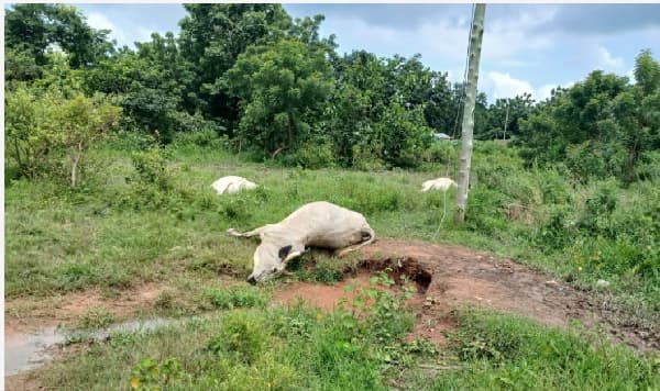Fallen live electricity cable kills 10 cattle at Abrewanko