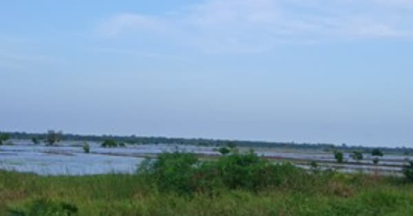 Floods devastate Weta rice farming community, affects over 5,000 people