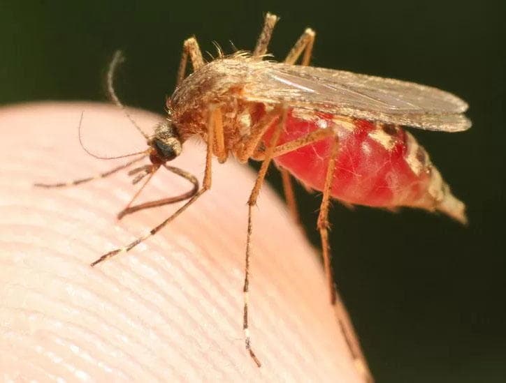 Pest controller battles mosquitoes to prevent Malaria deaths in Nigeria