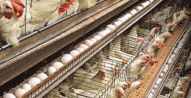 Helping our poultry farmers’ needs