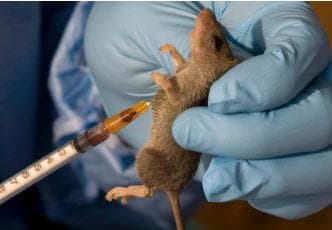 Lassa fever death toll hits 229 as fresh infections rise