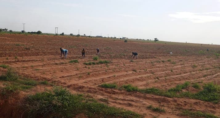 Delayed rainfall, low food prices stall farming activities in Yobe