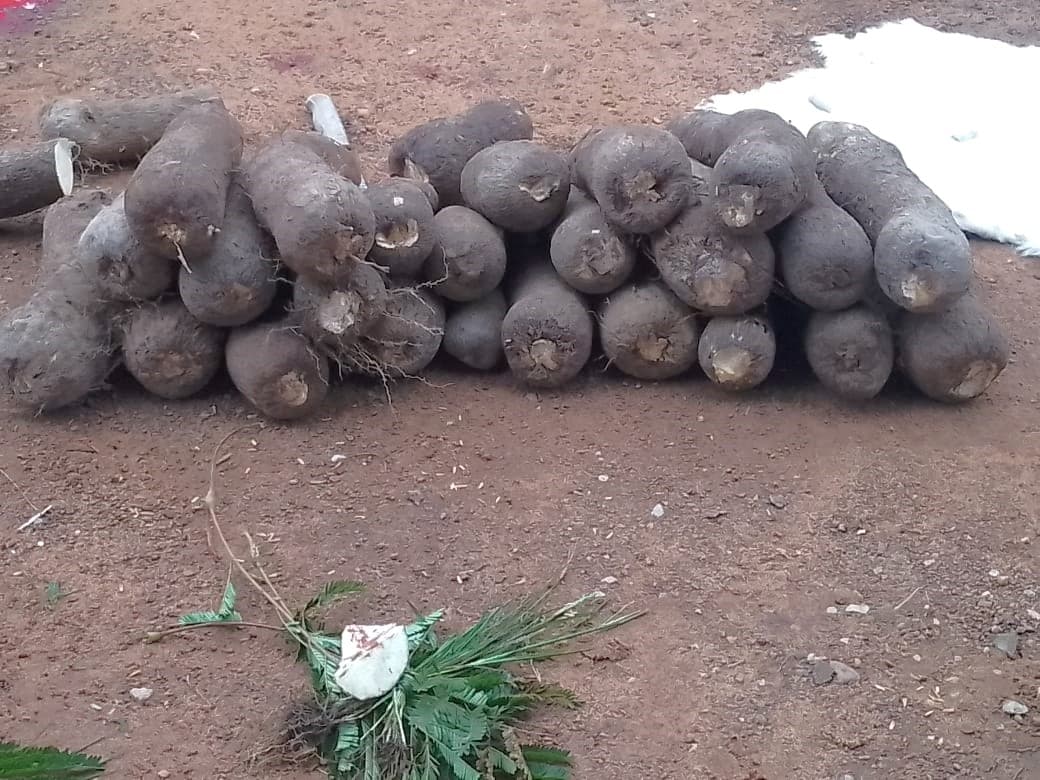Dambai traditional authorities perform rites to officially open new yam trading season