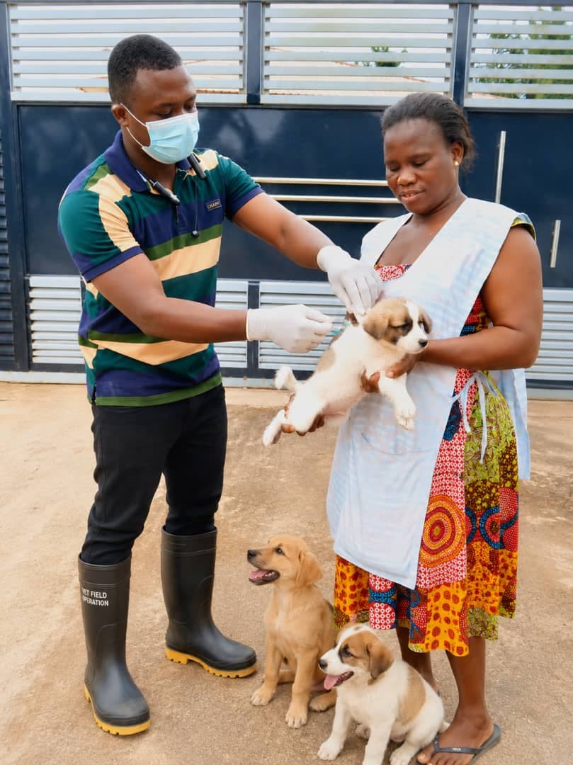 Asene-Manso-Akroso intensifies veterinary services to boost livestock