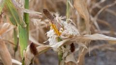 Sixteen starve to death in Uganda as drought kills crops