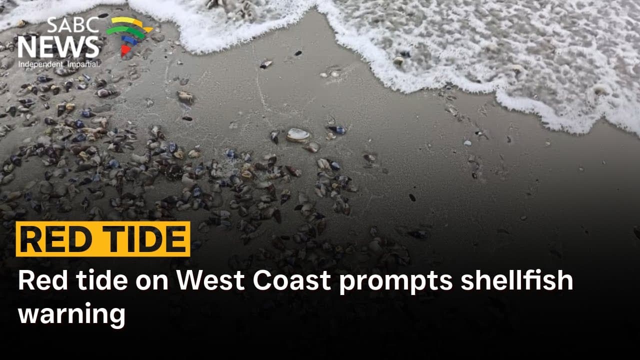 Saldanha Bay mussels and oysters declared safe to eat