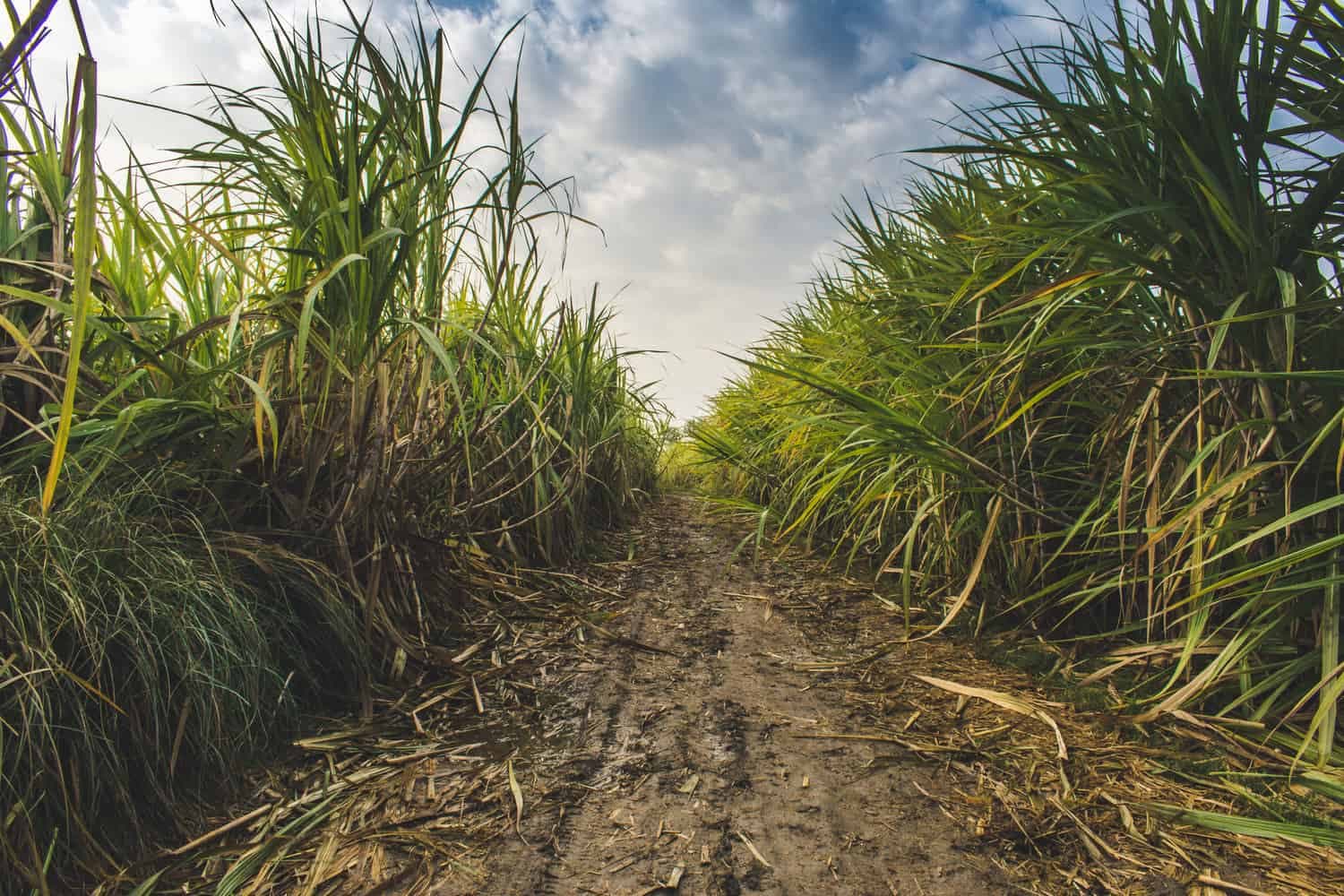 Tongaat owes sugar association R517m in outstanding industry levies
