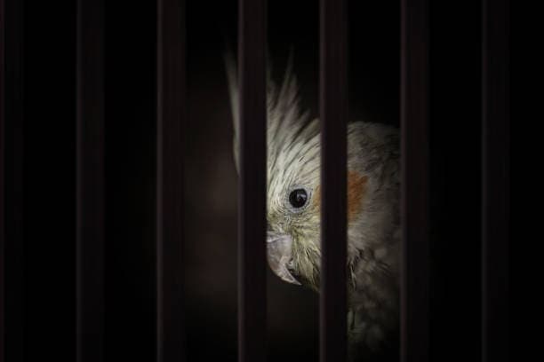 Alleged wildlife trafficker arrested at OR Tambo airport after trying to smuggle 50 parrot eggs