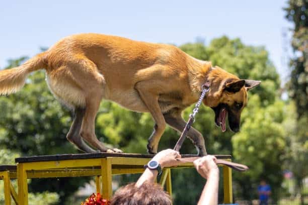 Concerned about the treatment of police dogs