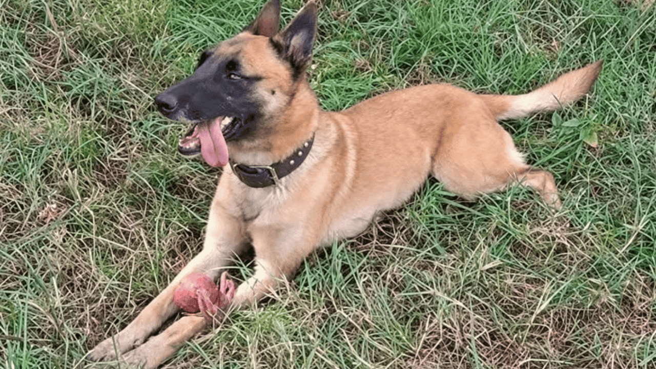 ‘Sky must not have died in vain’: Ian Cameron gives update on service dog’s injuries