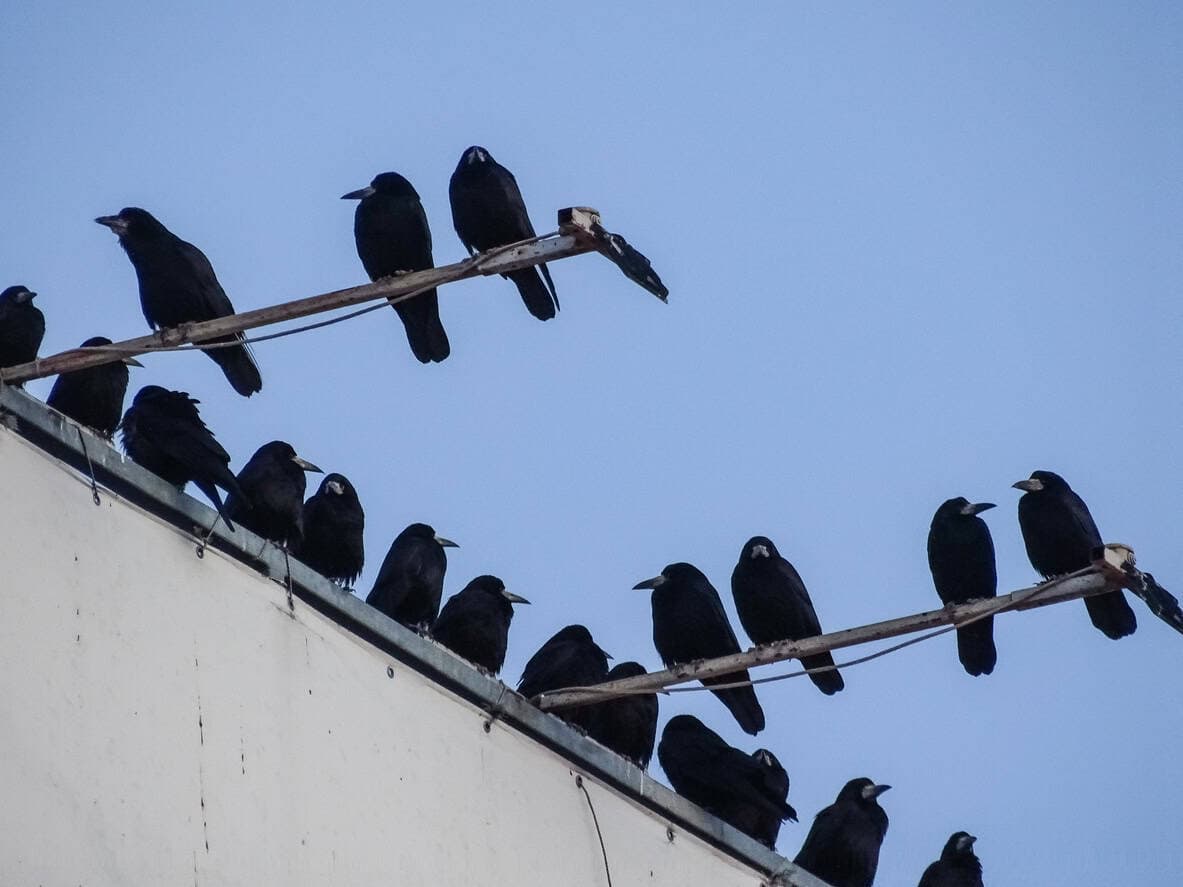 Murder of crows return in the suburbs and stare directly into my soul